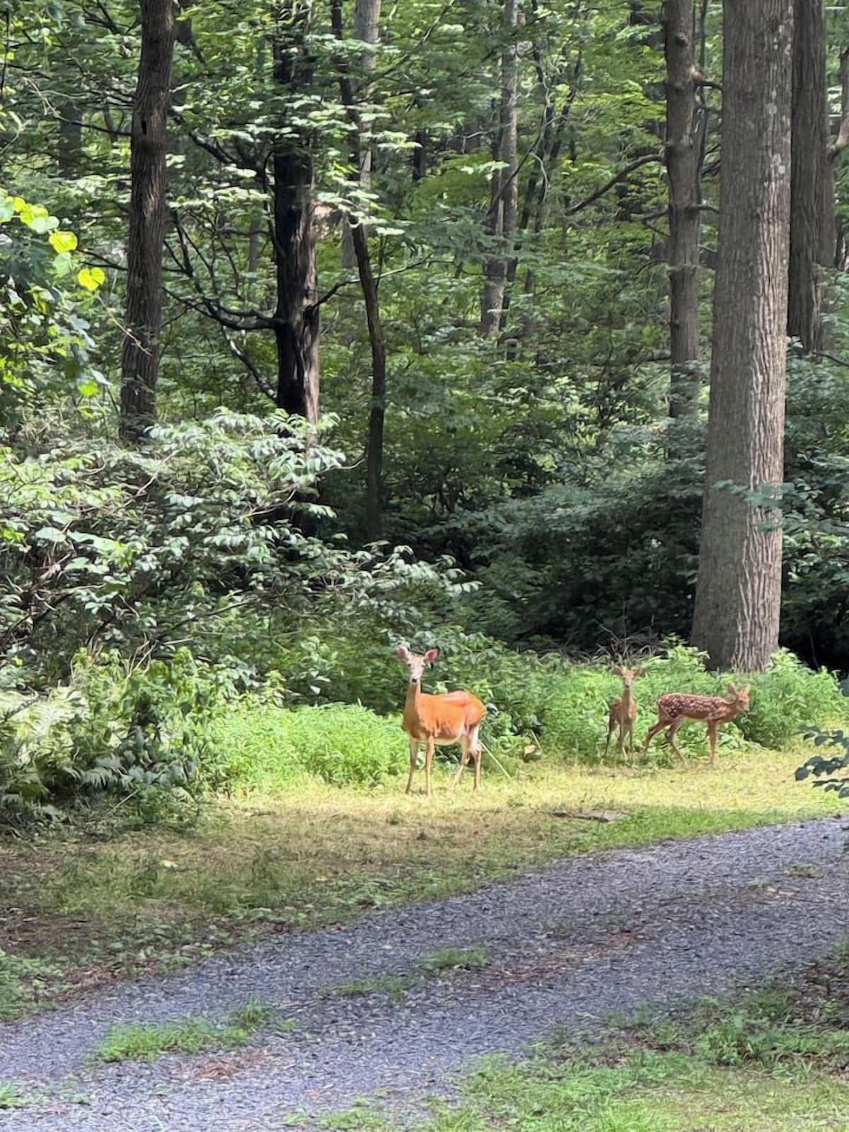 A forested area with a gravel path and deer in the background.
